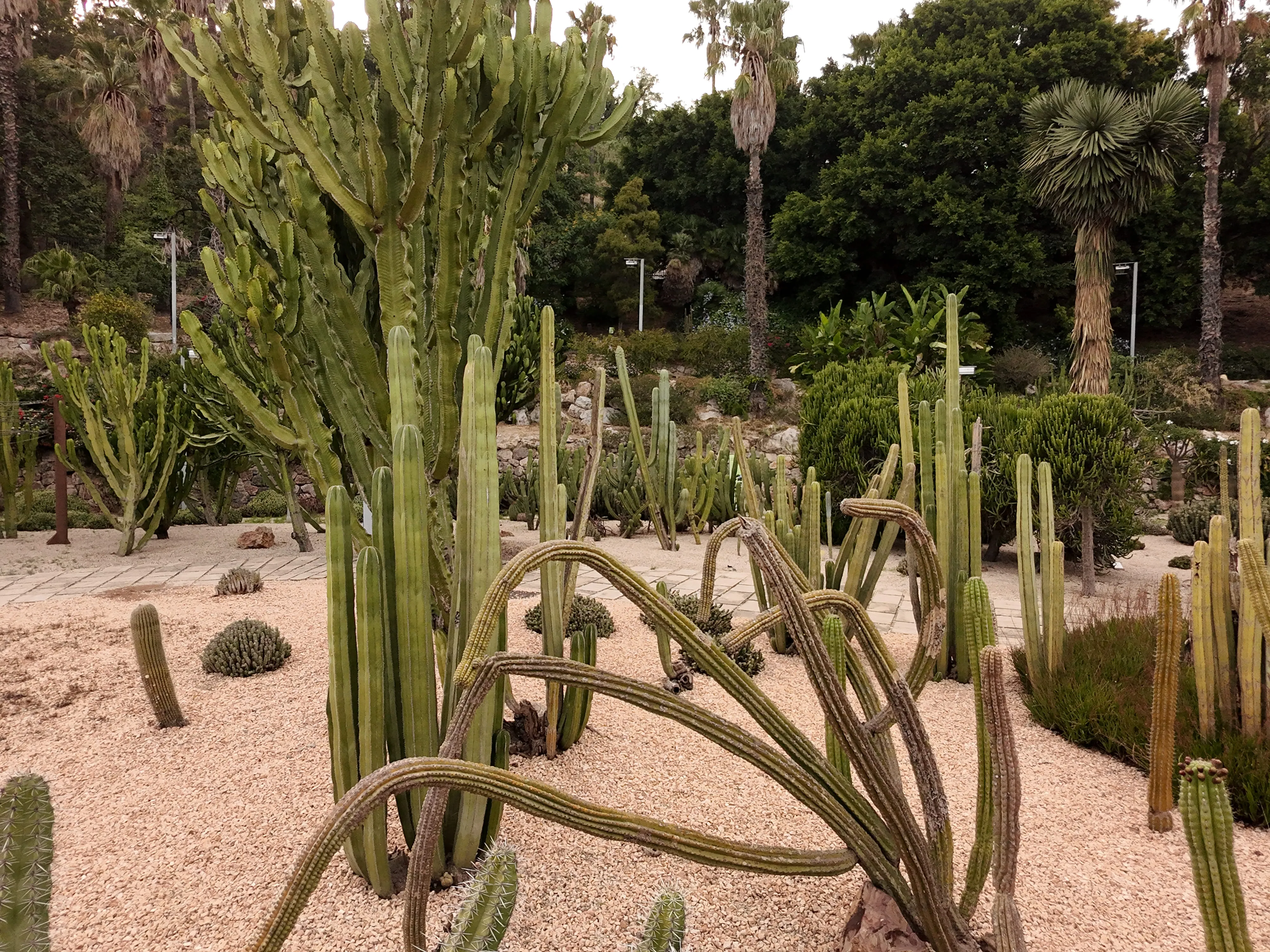 Parque de Cactus de Montjuïc – Barcelona (3)
